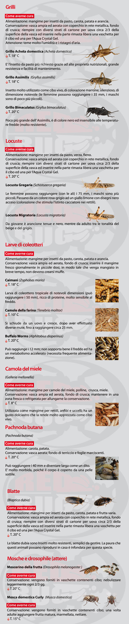 Come avere cura degli insetti 