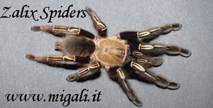 Zalix Spiders