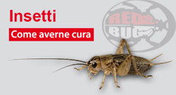 Come avere cura degli insetti 