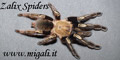 Zalix Spiders