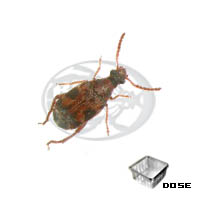 Insetto dei fagioli (Callosobruchus maculatus)