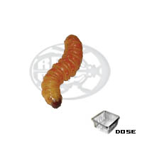 Larve di Chilecomadia moorei