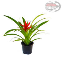 Guzmania - Bromeliaceae