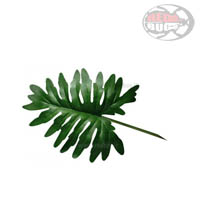 Lucky Reptile Split Philo Leaf - Foglia di Filodendro