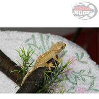 Rhacodactylus Ciliatus