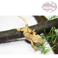 Rhacodactylus Ciliatus