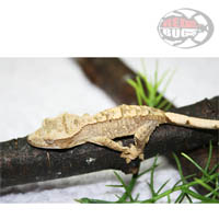 Rhacodactylus Ciliatus