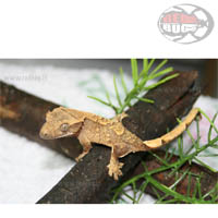 Rhacodactylus Ciliatus
