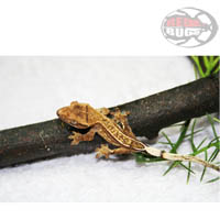 Rhacodactylus Ciliatus