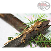 Rhacodactylus Ciliatus