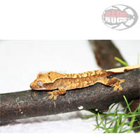 Rhacodactylus Ciliatus
