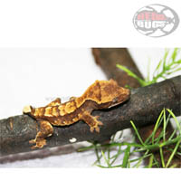 Rhacodactylus Ciliatus