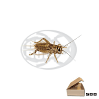 500 Acheta medi