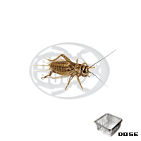 Dose Acheta medi