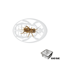 dose grilli acheta small