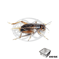 Dose Assimilis Adulti