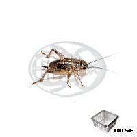 Dose Assimilis Medi