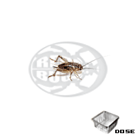 Dose Assimilis Small