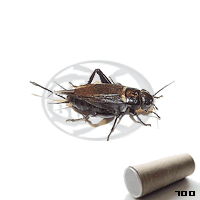 Tubo 700 Bimaculatus Adulti