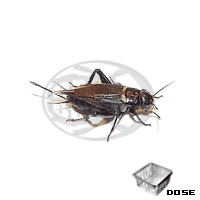 Dose Bimaculatus Adulti