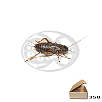 Tubo 350 Bimaculatus Medi