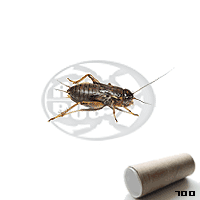 Tubo 700 Bimaculatus Medi