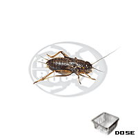 Dose Bimaculatus Medi