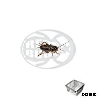 Dose Bimaculatus Small