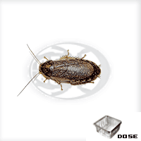 Blatte Nauphoeta Cinerea