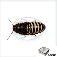 Blatte Gromphadorhina Grandidieri