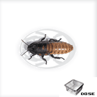 Blatte Gromphadorhina Portentosa