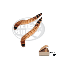 500gr. Caimani (Zoophobas morio)