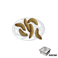 Dose Camole del Miele Standard (Galleria melonella)