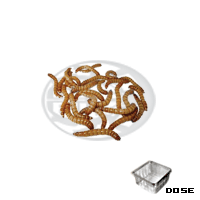 Dose Buffalo Worms (Alphitobius diaperinus)