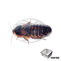blaptica dubia adulte