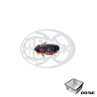 blaptica dubia small