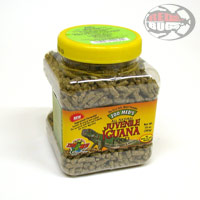 Zoomed Iguana Giovane