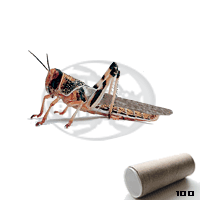 Tubo 100 Locusta Gregaria Adulte