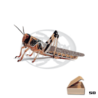 Tubo 50 Locusta Gregaria Adulte