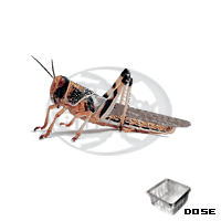 Dose Locusta Gregaria Adulte