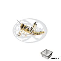 Dose Locusta Gregaria  Medie