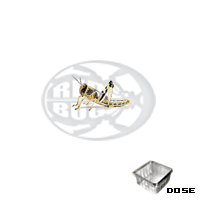 Dose Locusta Gregaria Small