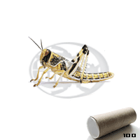 Tubo 100 Locusta Gregaria Standard