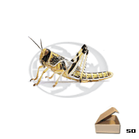 Tubo 50 Locusta Gregaria Standard