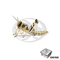 Dose Locusta Gregaria Standard