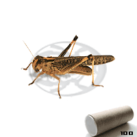 Tubo 100 Locusta Migratoria Adulte