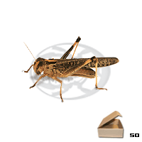 Tubo 50 Locusta Migratoria Adulte