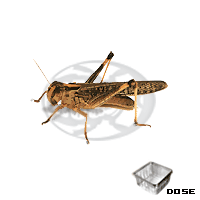 Dose Locusta Migratoria Adulte