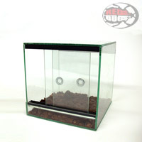 Mini terrario in vetro