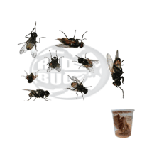 Mosche Attere Adulti (Musca domestica)